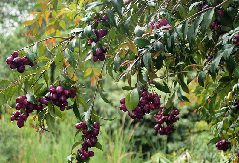 Syzygium cumini